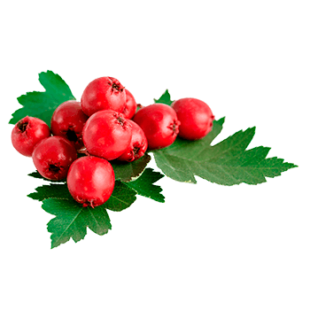 Estratto di biancospino